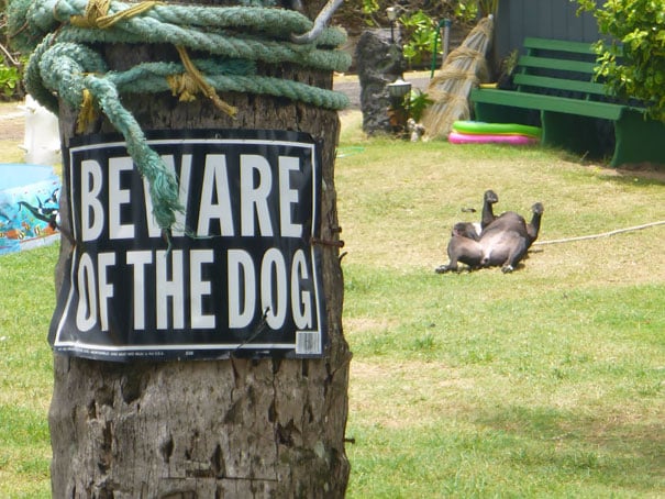 Cuidado con los dogs-10