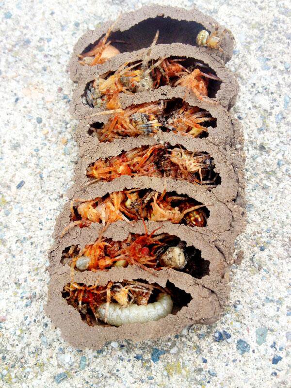 mesmerizing_pictures_of_things_cut_in_half_45