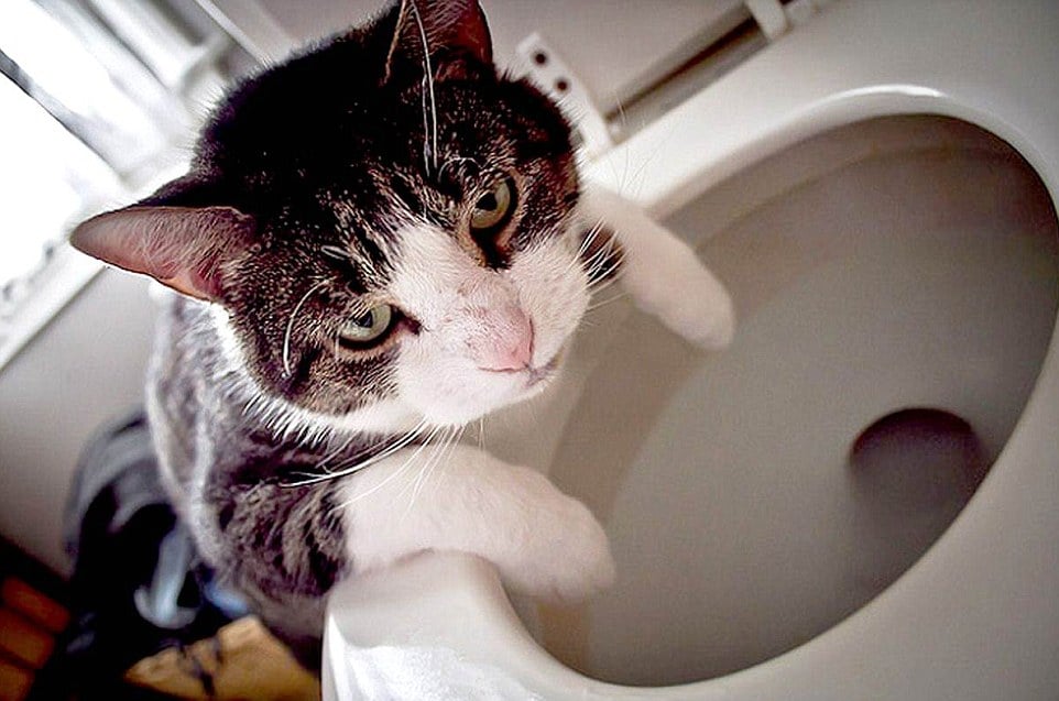 Pobres animales. It-a-lot-beber-la noche -02 -02