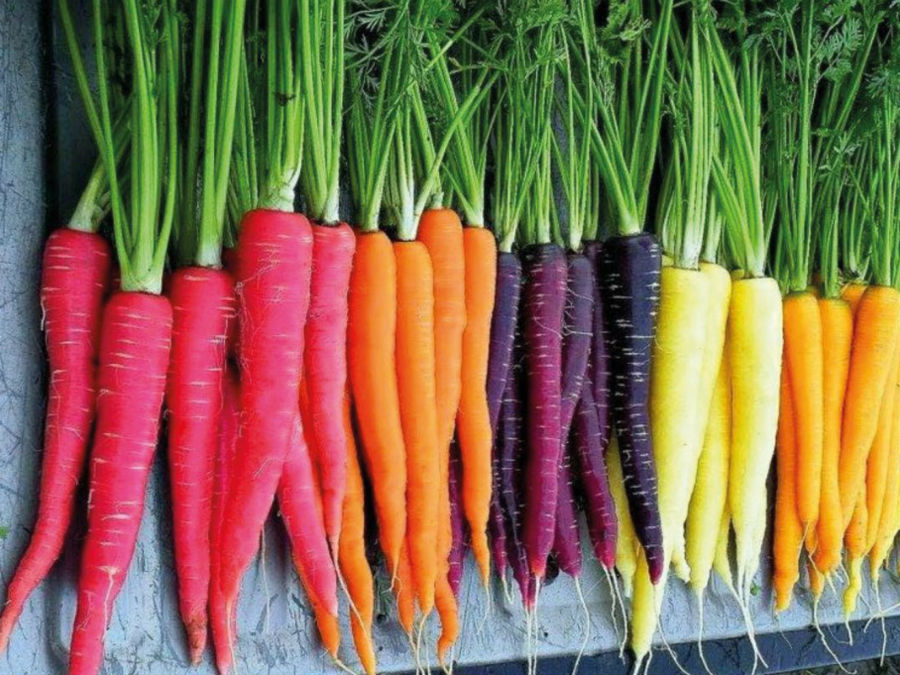 La vista y las zanahorias | 6 Mitos de salud divertidos que en realidad son ciertos | Bayas cerebrales