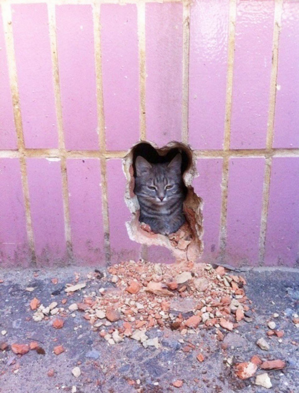 Funny-Comportable-Pictures, que sienten el sano