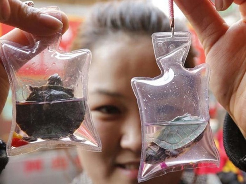 Todo Can-Potential-China-7-Animal-Animals
