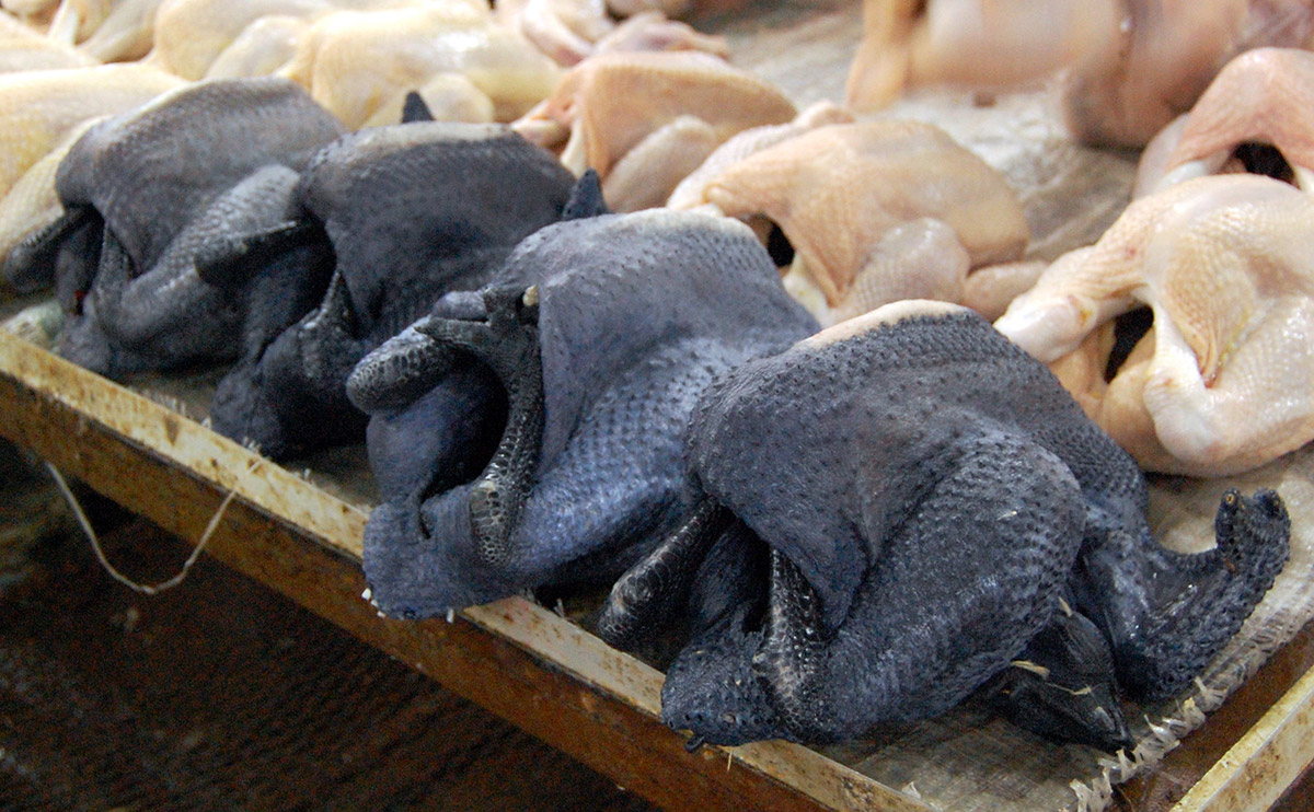 Todo puede comprar en china-9-Black-chicken