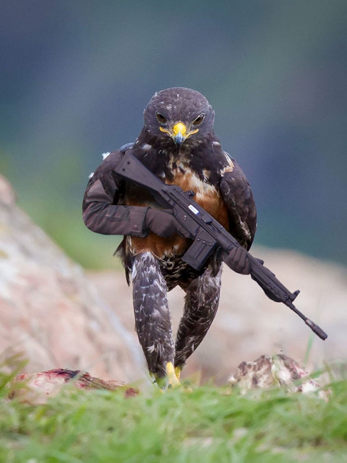 This-Hawk-Photoshop-Battle-Is-Epic-02