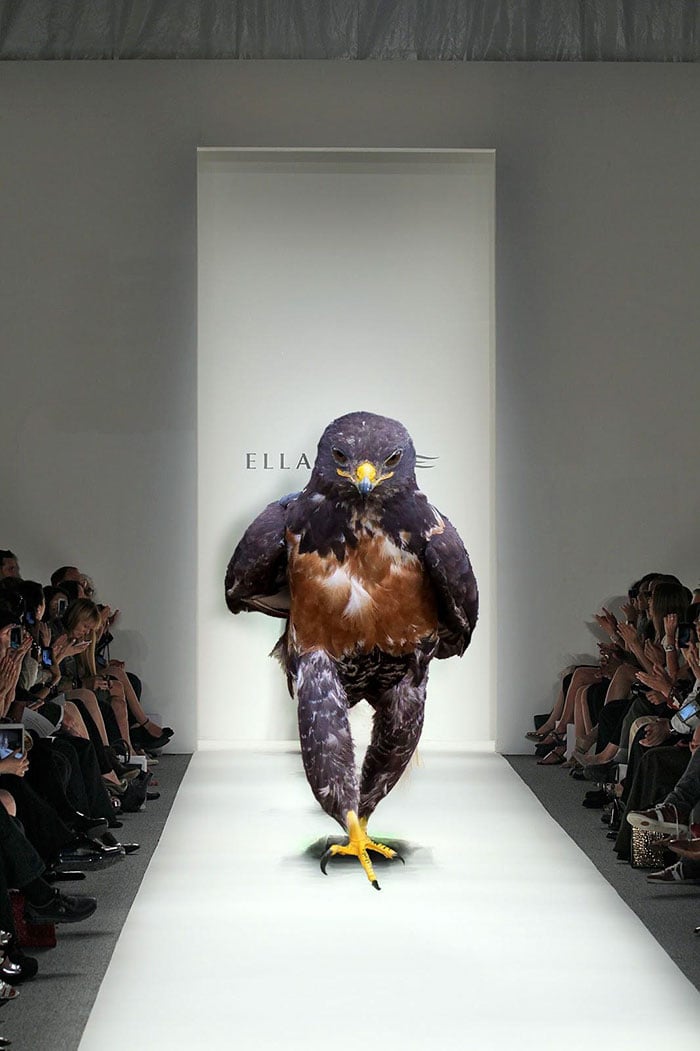 This-Hawk-Photoshop-Battle-Is-Epic-09