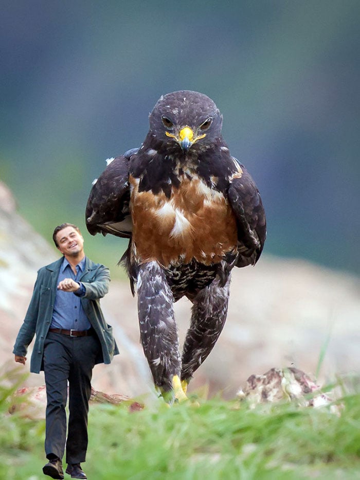 This-Hawk-Photoshop-Battle-Is-Epic-11