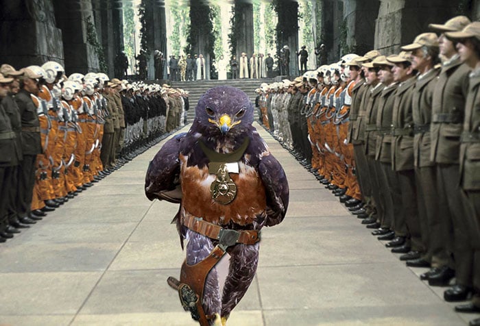 This-Hawk-Photoshop-Battle-Is-Epic-13