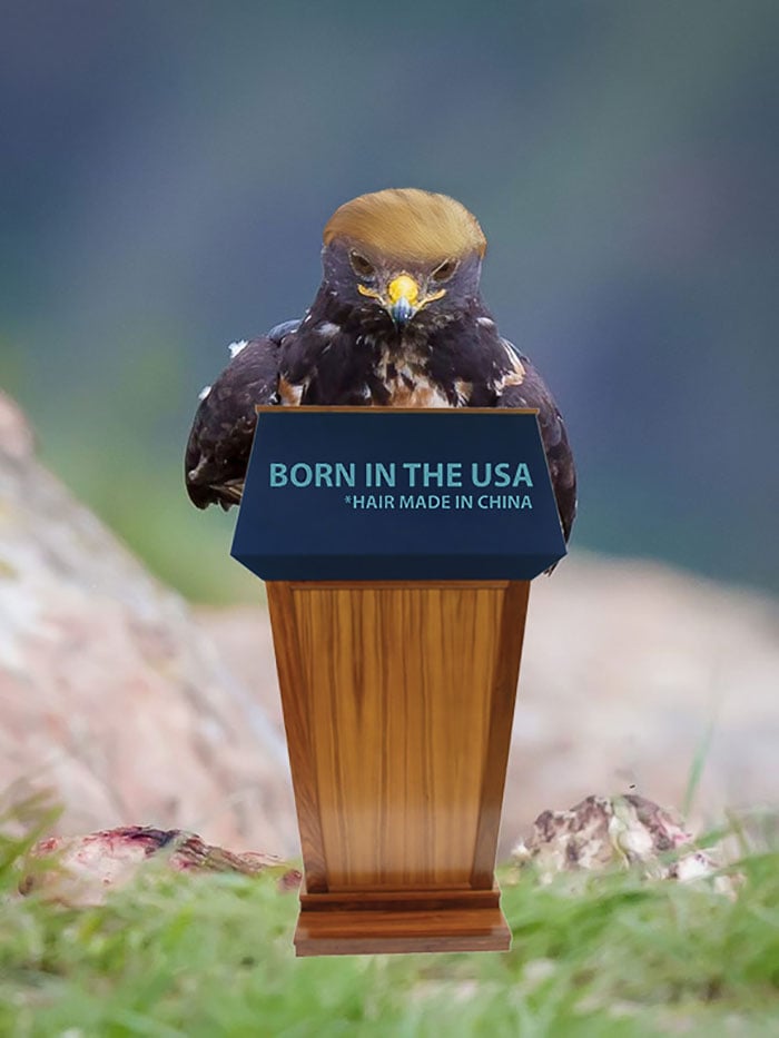 This-Hawk-Photoshop-Battle-Is-Epic-14