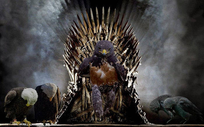 This-Hawk-Photoshop-Battle-Is-Epic-17