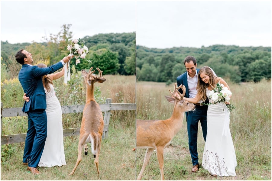 Una sesión de fotos de boda para recordar se ve interrumpida por un ciervo #4 | su belleza