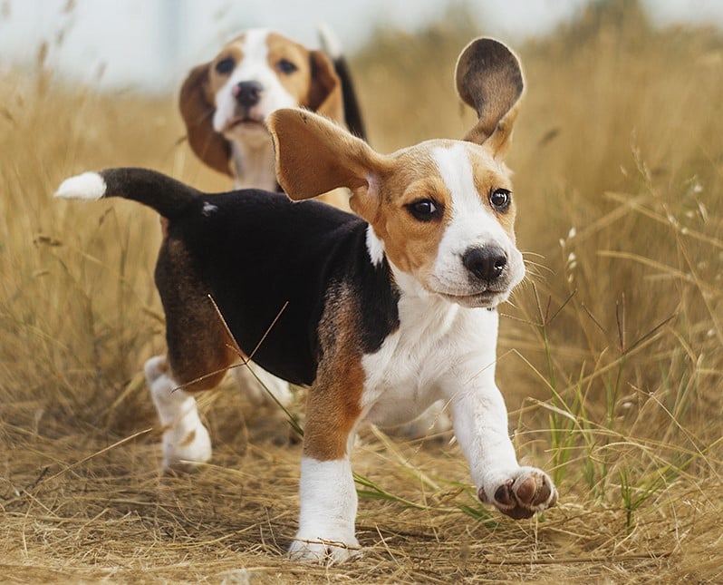 Beagle 9 de las mejores razas de perros familiares | su belleza