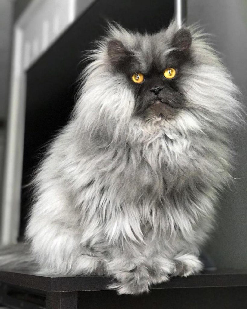 Juno The Angry Cat #1 |: Su belleza