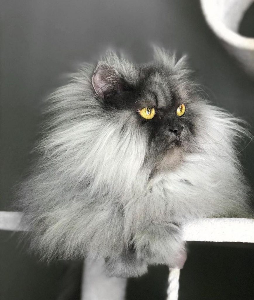 Juno, el gato enojado que te encantará a primera vista #10 | su belleza