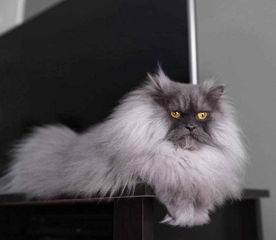 Juno, el gato enojado que te encantará a primera vista #4 | su belleza