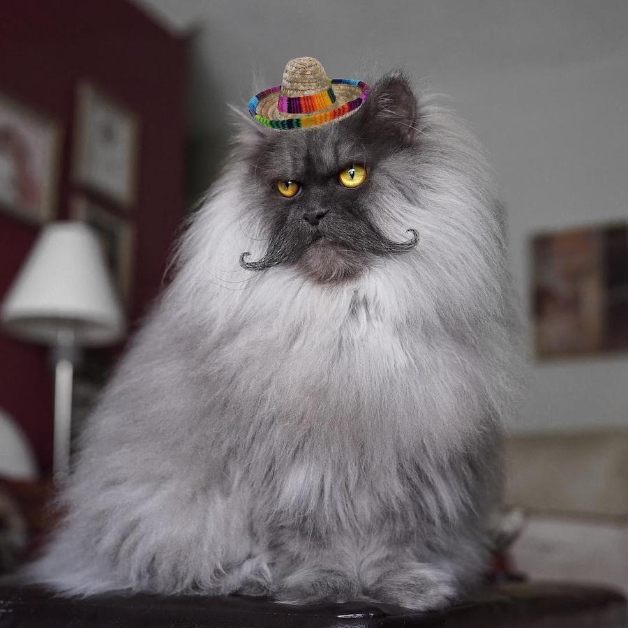 Juno, el gato enojado que te encantará a primera vista #9 | su belleza