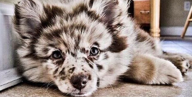 Raza mixta | 9 de las mejores razas de perros familiares | su belleza