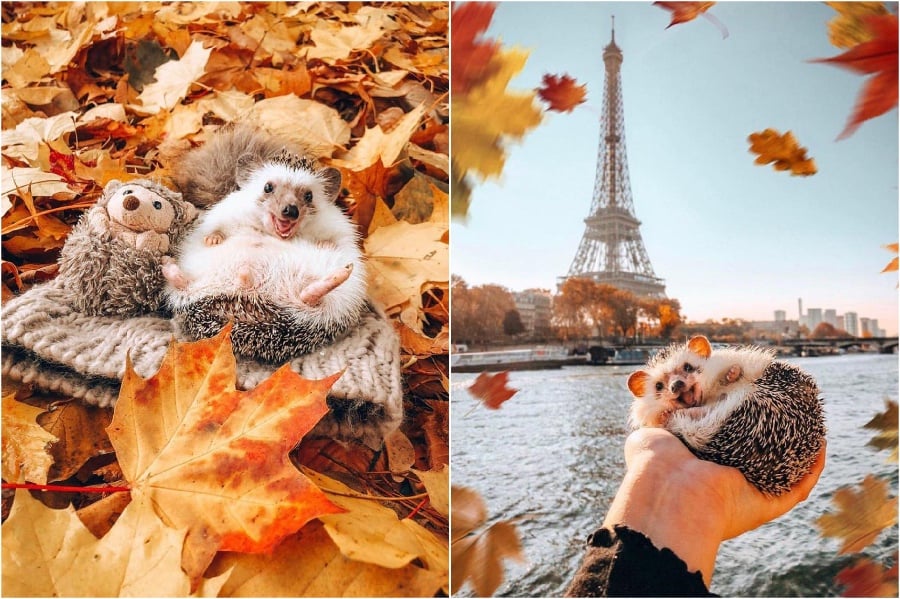 Paris Mr Pokee The Hedgehog te alegrará el día | su belleza