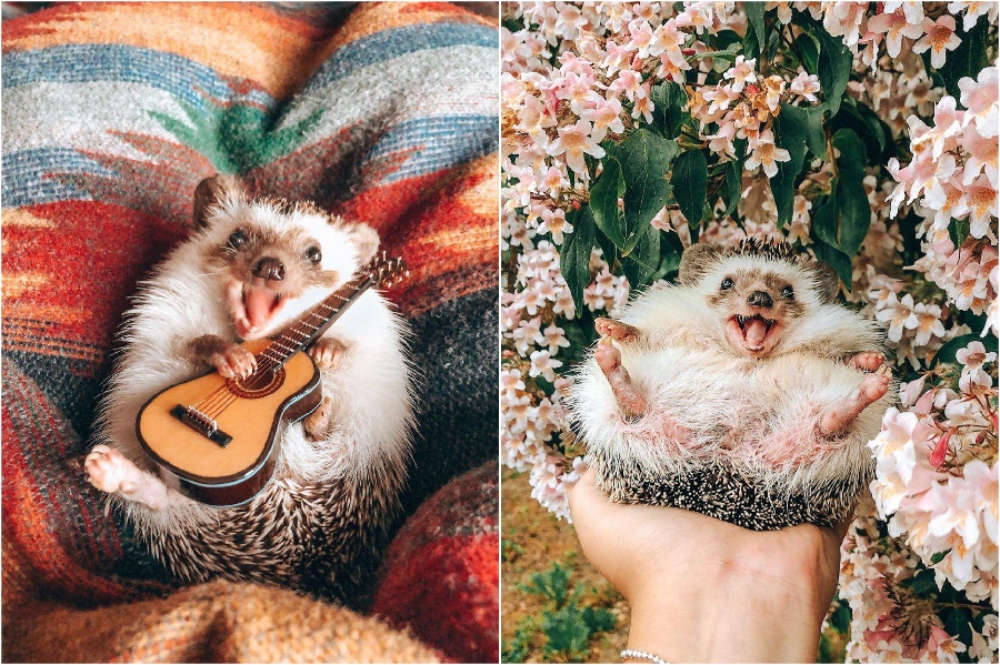 Una pequeña guitarra de Mr Pokee The Hedgehog te alegrará el día | su belleza