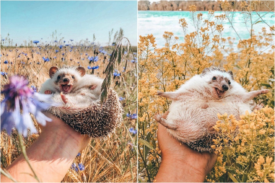 Sesión de fotos entre flores Mr Pokee The Hedgehog te alegrará el día | su belleza