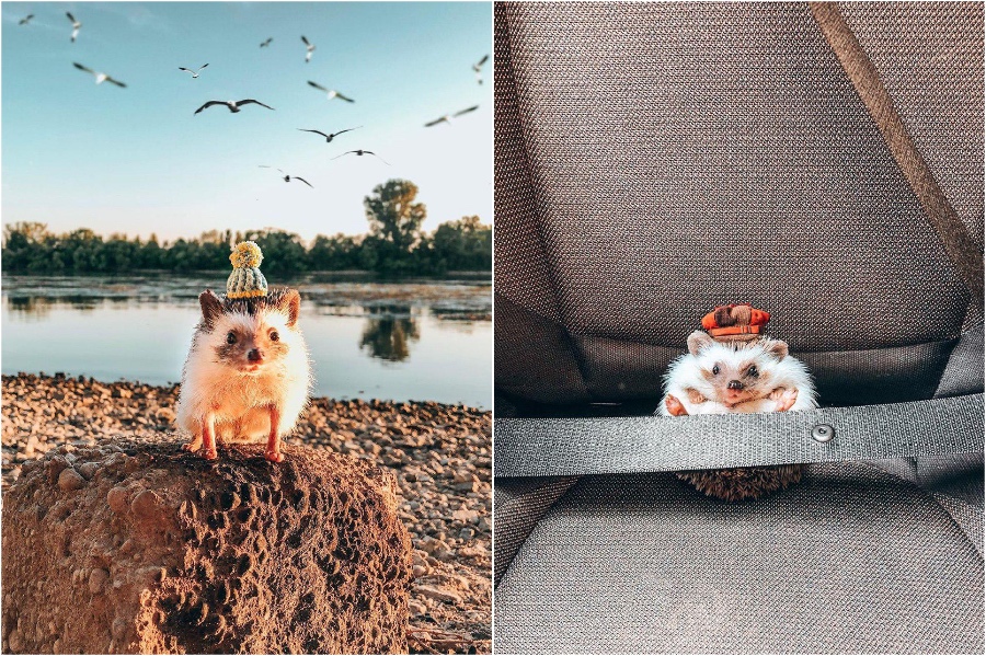 Mr. Pokey viaja con estilo Mr Pokee The Hedgehog te alegrará el día | su belleza