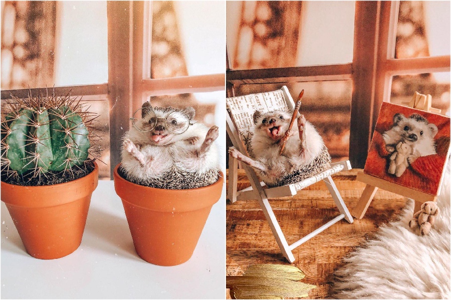 Autorretratos | Mr Pokee The Hedgehog te alegrará el día | su belleza
